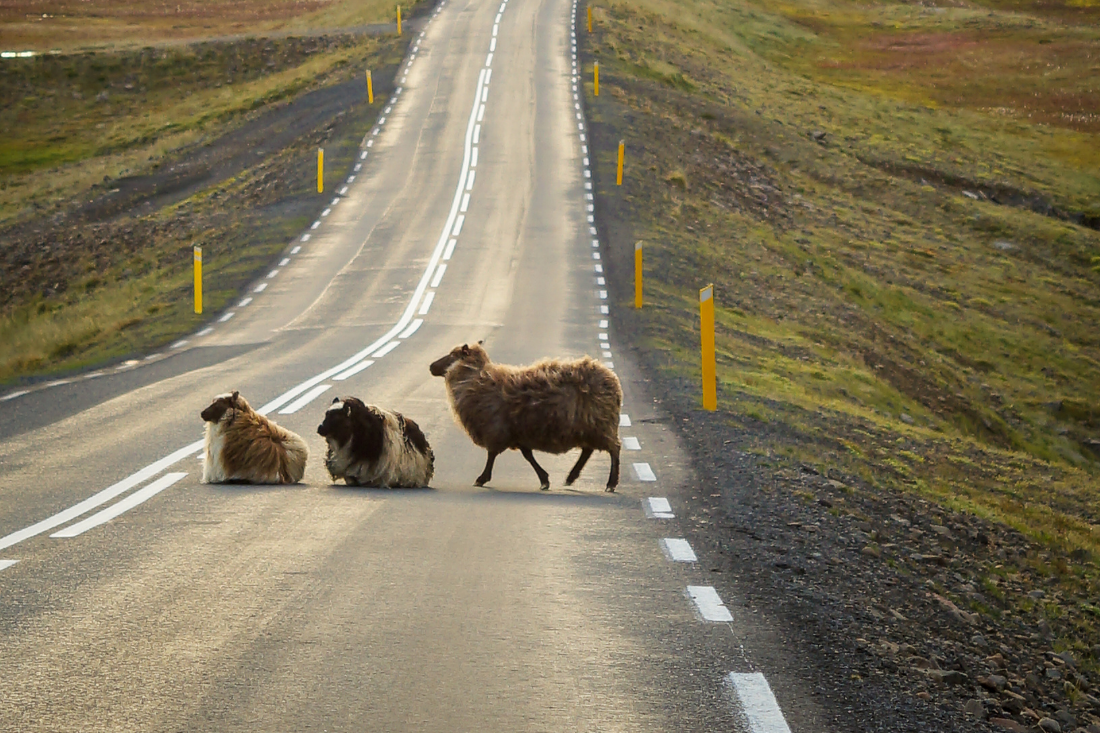 Panneaux de traversée d’animaux